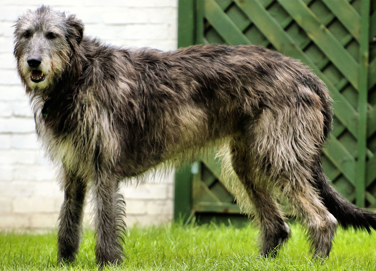 Irish Wolfhound